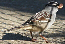 White-crowned Sparrow