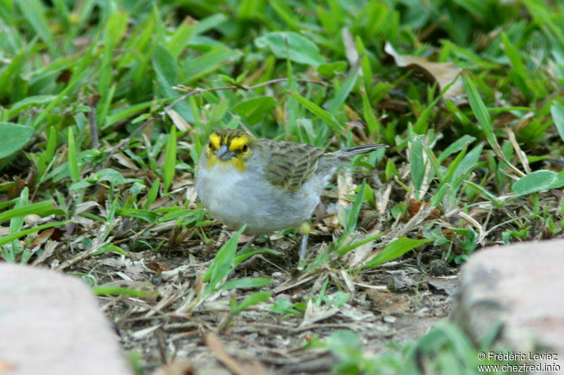 Bruant à front d'or