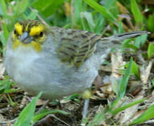 Yellow-browed Sparrow