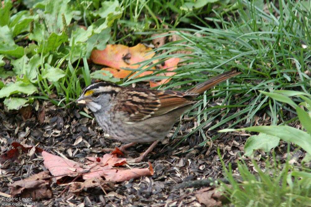 White-throated Sparrowadult, identification, fishing/hunting, eats