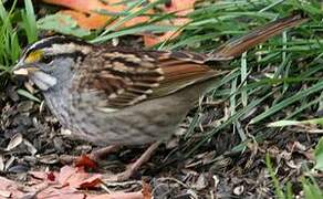 White-throated Sparrow