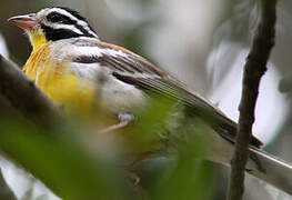 Golden-breasted Bunting