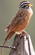 Cinnamon-breasted Bunting