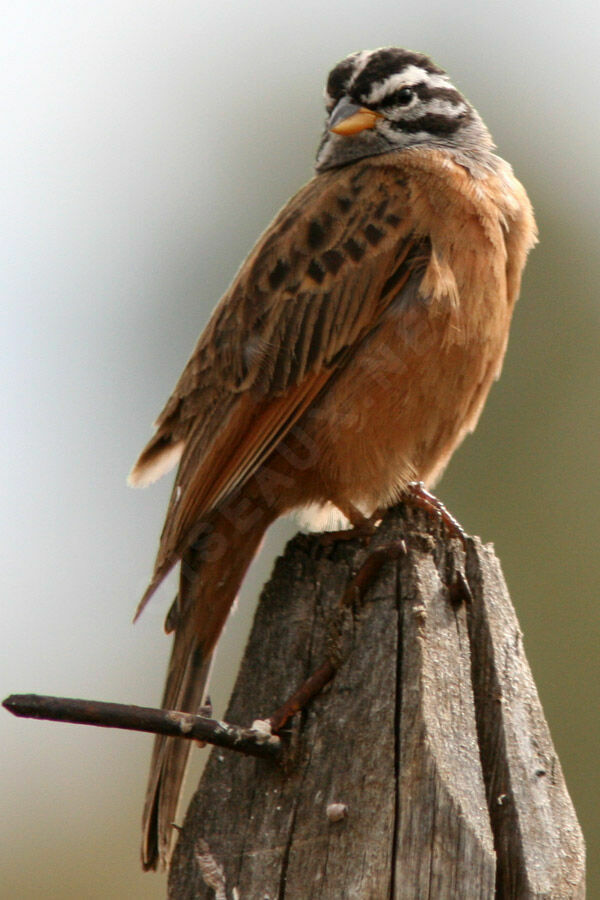 Cinnamon-breasted Bunting