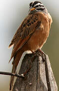 Cinnamon-breasted Bunting