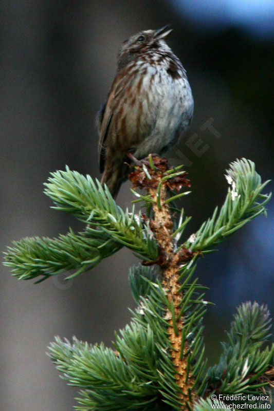 Song Sparrowadult, identification, song