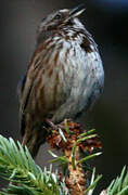 Song Sparrow