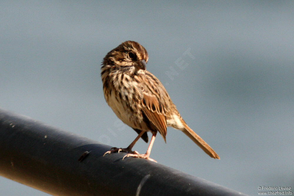 Song Sparrow, identification