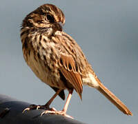 Song Sparrow