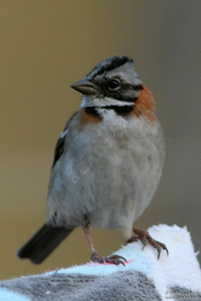 Rufous-collared Sparrowadult