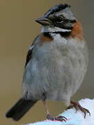 Rufous-collared Sparrow