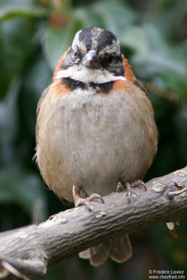 Rufous-collared Sparrowadult