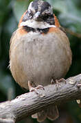 Rufous-collared Sparrow