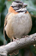 Rufous-collared Sparrow