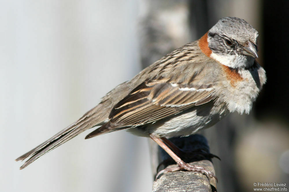 Rufous-collared Sparrowadult