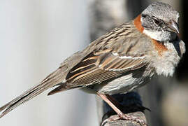 Rufous-collared Sparrow