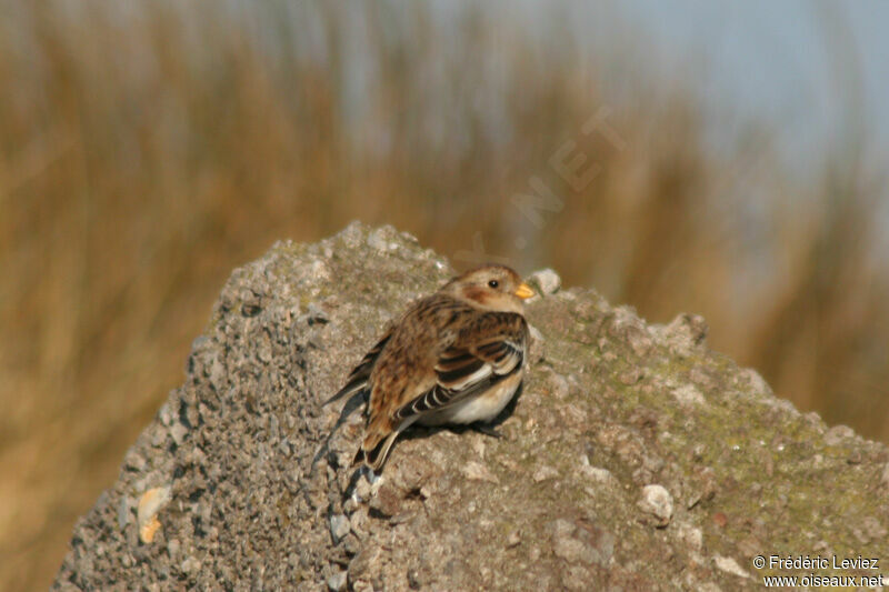 Snow Bunting