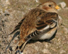 Snow Bunting