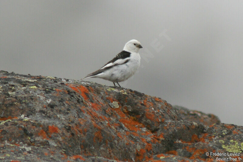 Snow Bunting male adult breeding