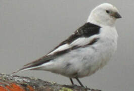 Snow Bunting