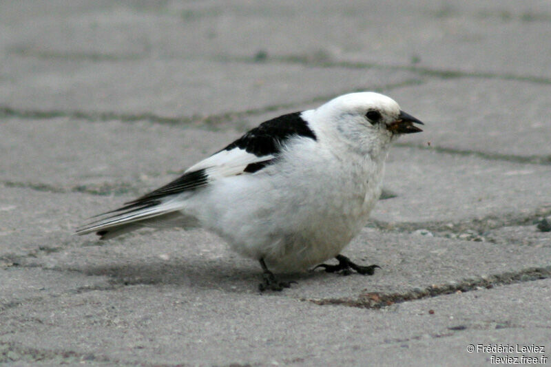 Snow Bunting male adult breeding