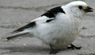 Snow Bunting