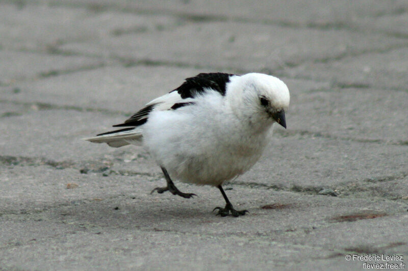 Bruant des neiges mâle adulte nuptial