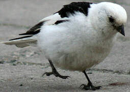 Snow Bunting