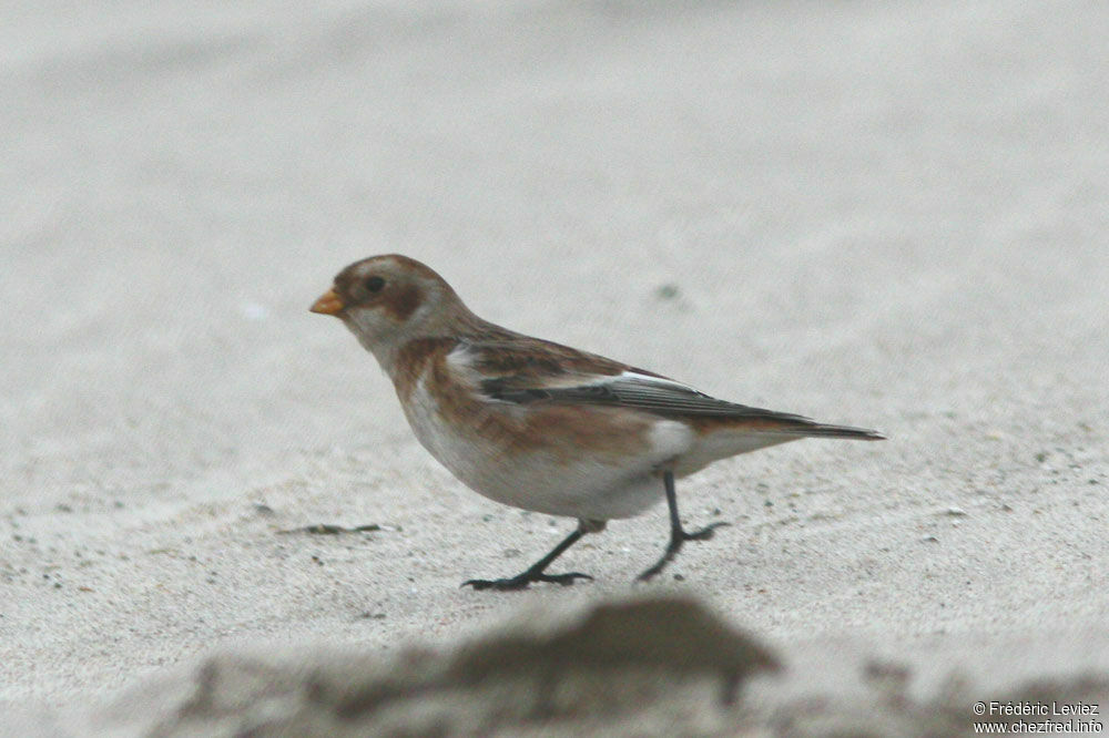 Snow Bunting female adult post breeding, identification