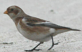 Snow Bunting