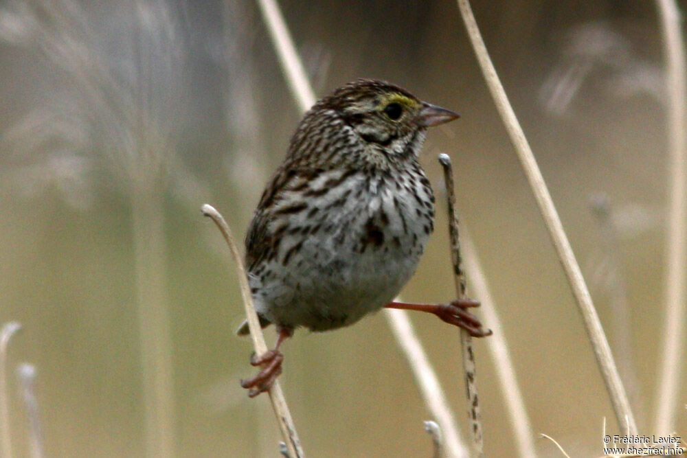 Savannah Sparrow, identification