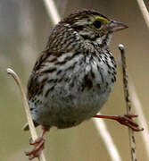 Savannah Sparrow