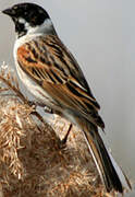 Common Reed Bunting