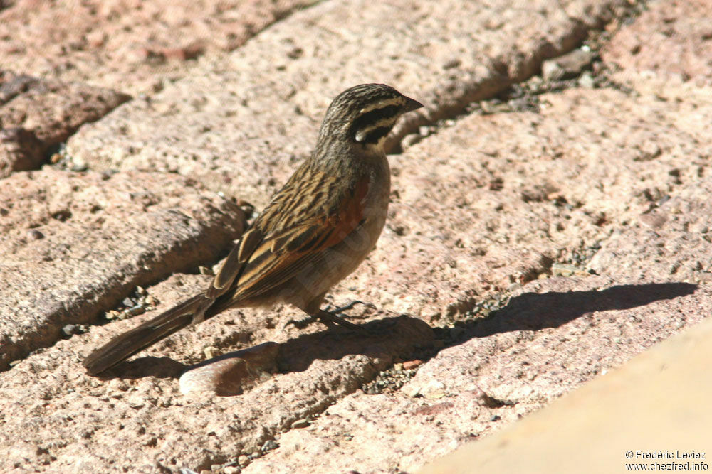 Bruant du Capadulte, identification