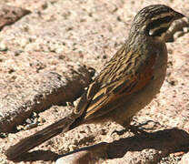 Cape Bunting