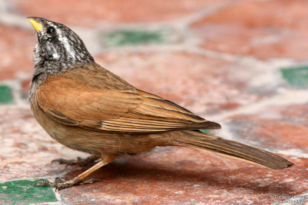 Bruant du Saharaadulte, identification