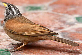 House Bunting