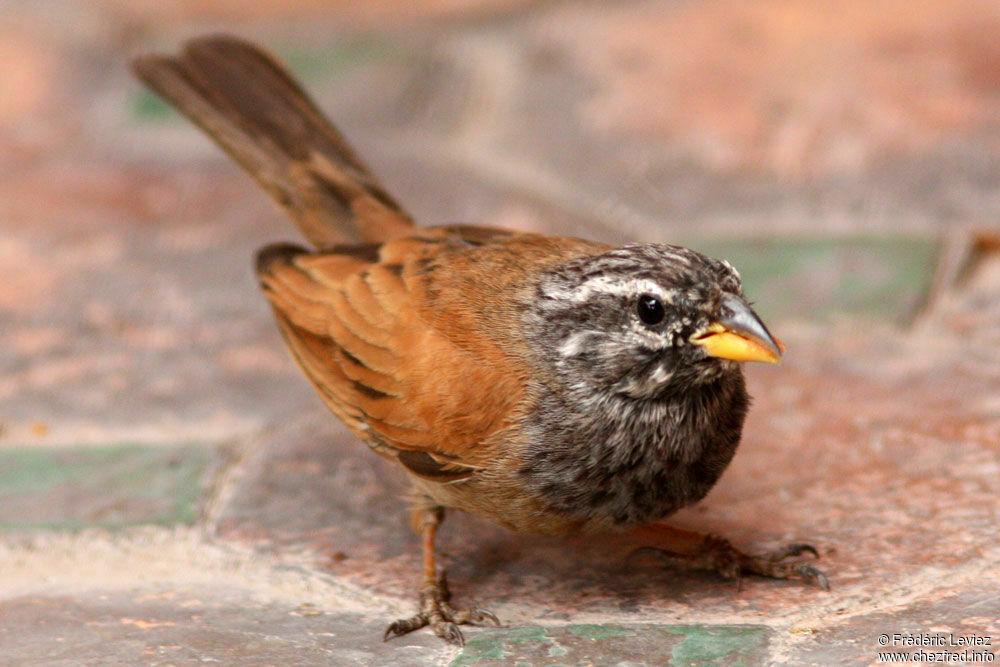 House Buntingadult, identification