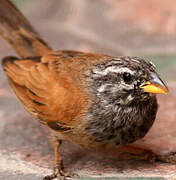 House Bunting