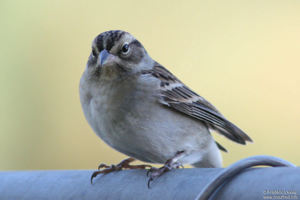 Bruant familier, identification