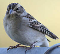 Chipping Sparrow