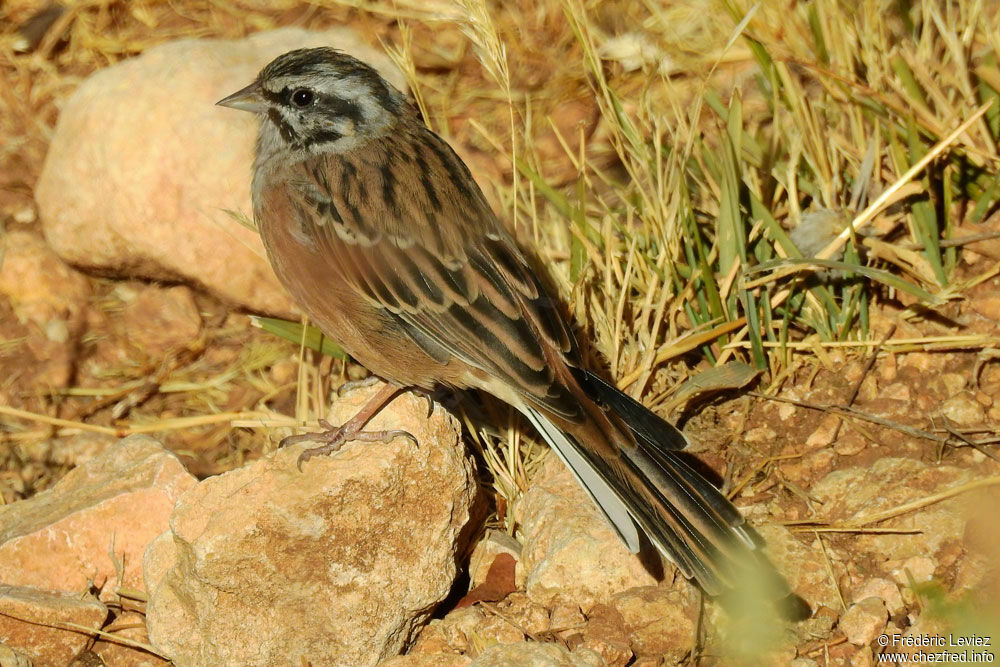 Rock Bunting male adult, identification, close-up portrait