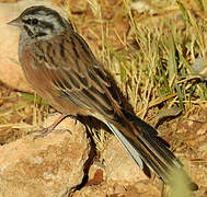 Rock Bunting