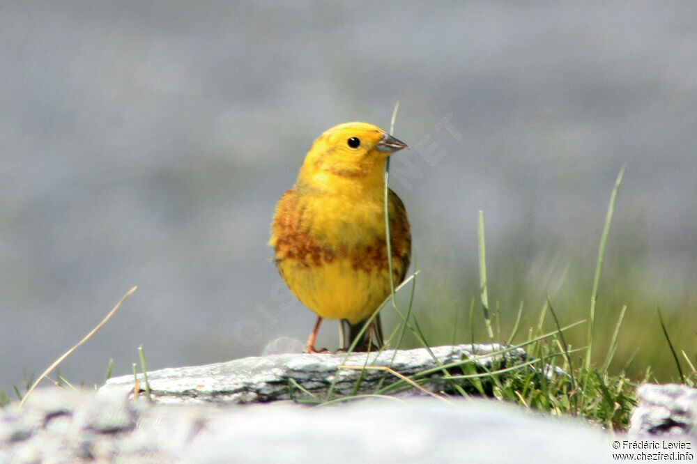 Bruant jaune mâle adulte, identification