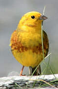 Yellowhammer