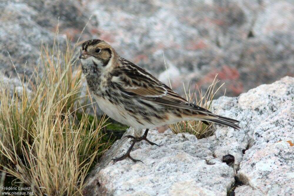 Bruant lapon mâle adulte transition, identification