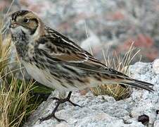 Lapland Longspur