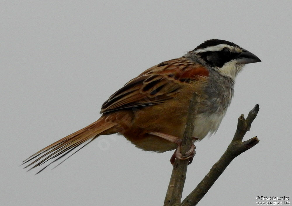 Stripe-headed Sparrowadult, identification