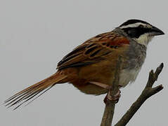 Stripe-headed Sparrow