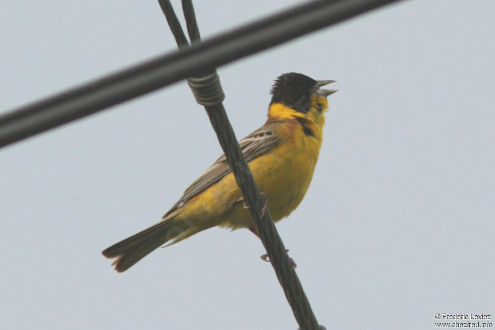 Black-headed Bunting male adult breeding, identification, song